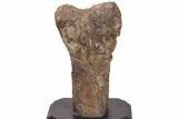 Hadrosaur (Edmontosaurus) Femur End (Distal) - Montana #206430-1